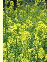 Сильфия пронзеннолистная Горчица белая (Sinapis alba L.) Горчица белая (Sinapis alba L.)